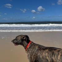 Photo of Maisy *$350 Adoption Fee*