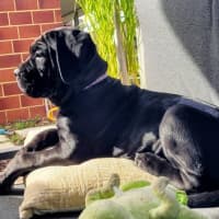 Photo of Shadow