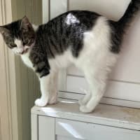 Photo of Basil & Oriana *9 Lives Project Rescue*