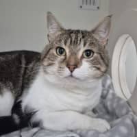 Photo of Custard