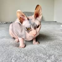 Photo of Echo (Was Roxanne)