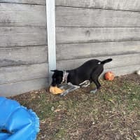 Photo of Spot