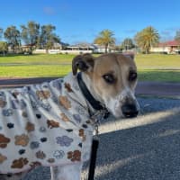 Photo of Jeena (Precious)