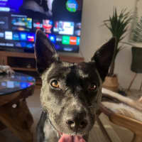 Photo of Oreo
