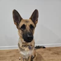 Photo of Luna