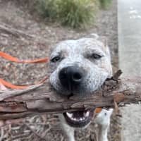 Photo of Bruce