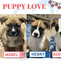 Photo of Lexi's Puppies