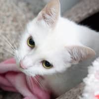 Photo of Clara / Pearl