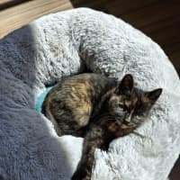 Photo of Crusoe