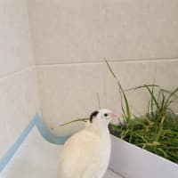 Photo of Edamame, Chickpea & Butterbeans