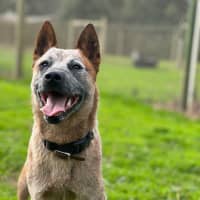 Photo of Rusty