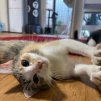 Photo of Suki