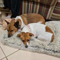 Photo of Skye   4 Year Old Jack Russell Terrier (Trial)