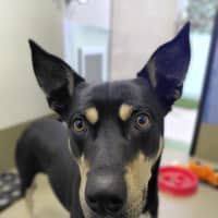 Photo of Banjo
