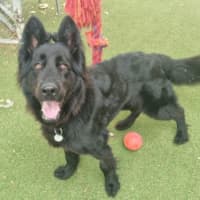 Photo of Stella