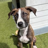 Photo of D1275 Paige