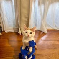 Photo of Bug