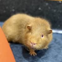 Photo of Fudge