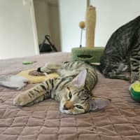 Photo of Gizmo