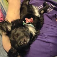 Photo of Roxy