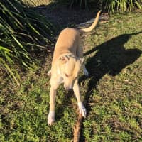 Photo of Narla (8063)