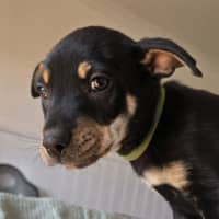 Photo of Kermit The Frog