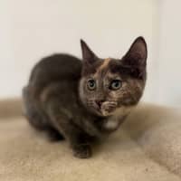 Photo of Misty   Located In Bellfield