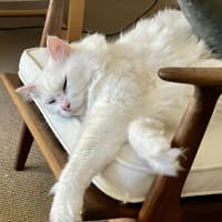 Photo of Mr Bigglesworth
