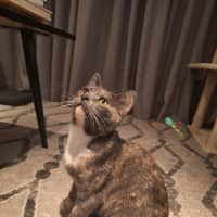 Photo of Sassafras