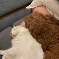 Photo of Smudge