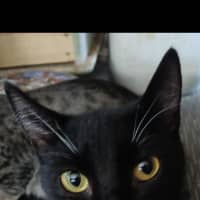 Photo of Silvie 