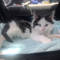 Photo of Bobby (Was Oreo)