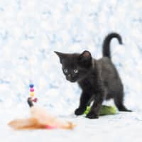 Photo of Zazou Zia ** 2nd Chance Cat Rescue**