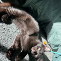 Photo of Tippa & Sooty   4 Month Old Domestic Short Hair