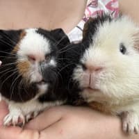 Photo of Heckle And Jeckle