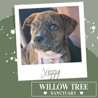 Photo of Xiggy