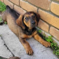 Photo of Shelby