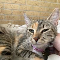 Photo of Willow