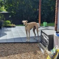 Photo of Archie 