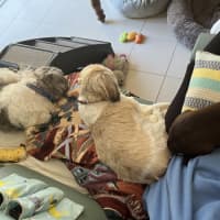 Photo of Misty 🌺 5yo, Shih Tzu (On Trial 2/11/25)