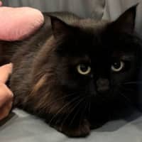 Photo of Seraphine