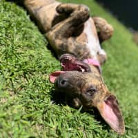 Photo of Peaches   7 Month Old Bull Arab X (On Trial)