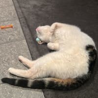 Photo of Ocho