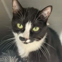 Photo of Johnny Cash**2nd Chance Cat Rescue