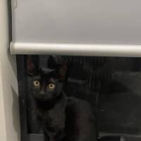 Photo of Shadow 
