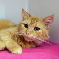 Photo of Arancini Sta013632