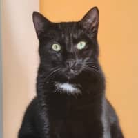 Photo of Aglaea Nova