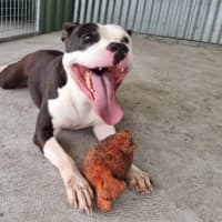 Photo of Posie Imp 2081