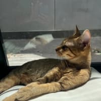 Photo of Sage