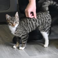 Photo of Indie